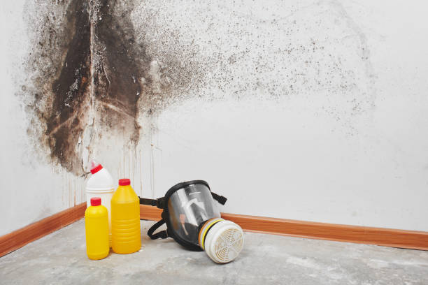 Best Residential Mold Remediation in Orland, CA