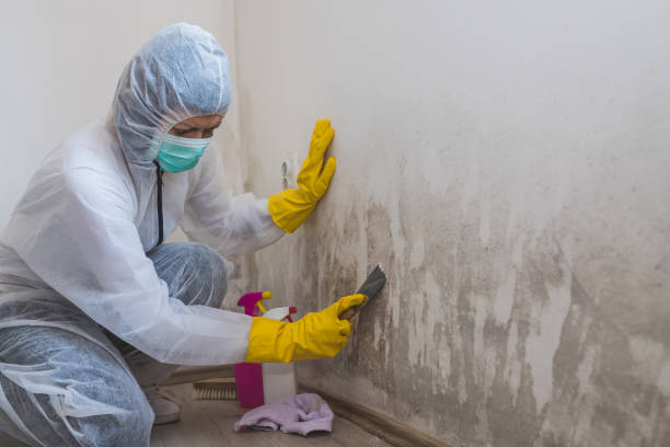 Best Industrial Mold Remediation in Orland, CA