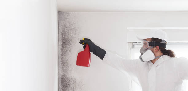 Best Residential Mold Remediation in Orland, CA