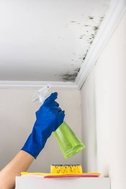 Best Post-Flood Mold Remediation in Orland, CA